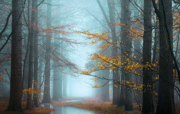 Картинка осень, лес, вода, ветки, туман, ручей, листва