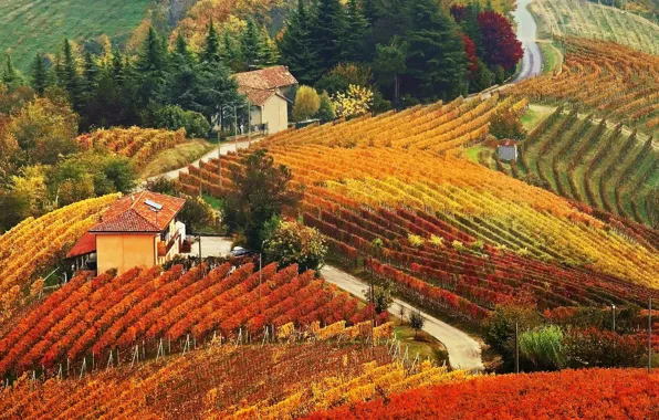 Картинка осень, дом, холмы, виноградник