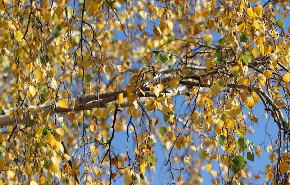 Картинка осень, листья, дерево, береза