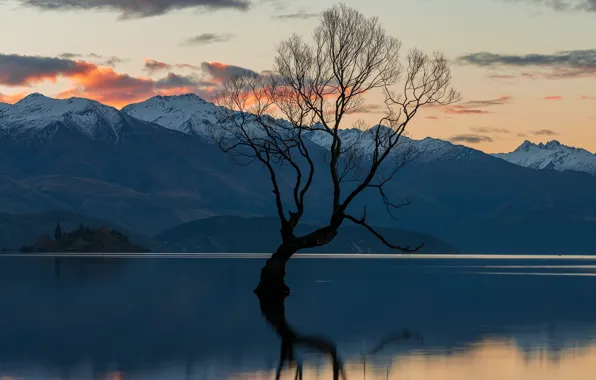 Картинка горы, озеро, отражение, дерево, берег, Новая Зеландия, сумерки, водоем, Ванака