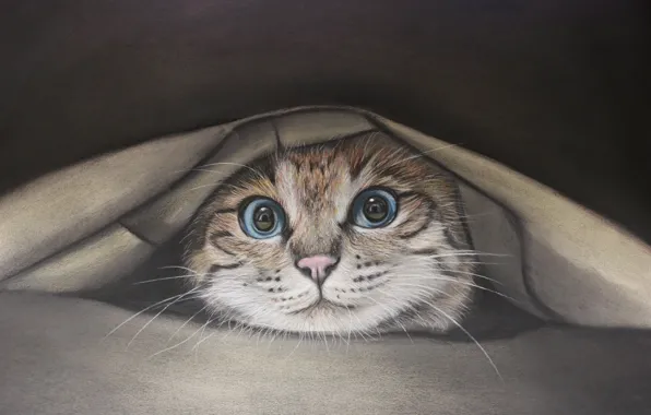 Картинка кошка, кот, ткань