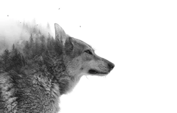 Картинка Лес, Волк, Wood, Wolf