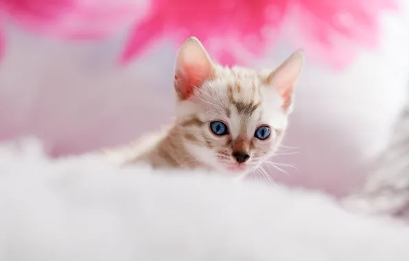 Картинка кошка, котенок, кровать, портрет, мордочка, подушка, мех, голубые глаза, светлый фон, полосатый, розовый фон, боке
