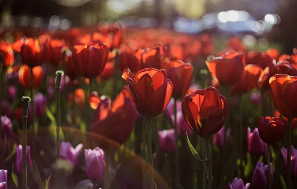 Картинка свет, цветы, весна, тюльпаны, красные, бутоны, клумба, много, боке