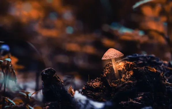 Картинка осень, темный фон, гриб, пень, боке, поганка, грибок
