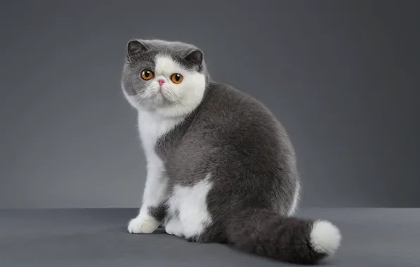 Картинка кошка, кот, взгляд, поза, серый, фон, экзот