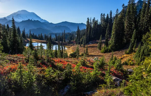 Картинка деревья, пейзаж, горы, природа, озеро, США, национальный парк, Mount Rainier, Маунт-Рейнир, Tipsoo Lake