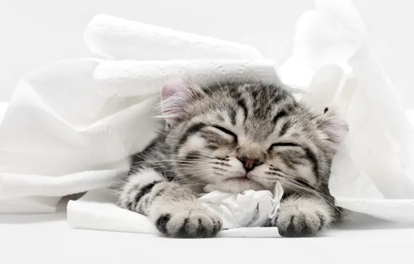 Картинка кошка, котенок, сон, спит, туалетная бумага