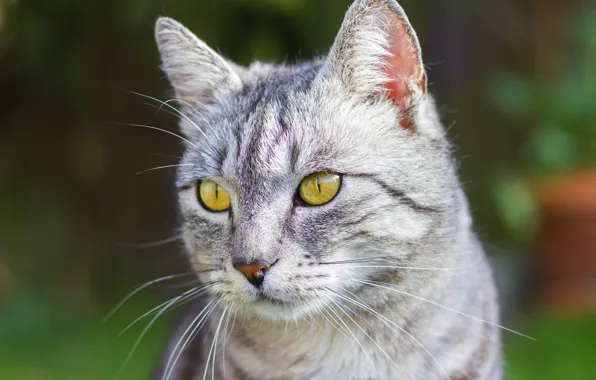 Картинка кошка, кот, взгляд, морда, зеленый, серый, фон, портрет, полосатый, британский, дымчатый, желтые глаза, мраморный