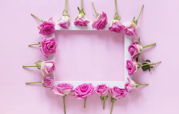 Картинка цветы, фон, розы, рамка, бутоны, pink, flowers, roses, frame