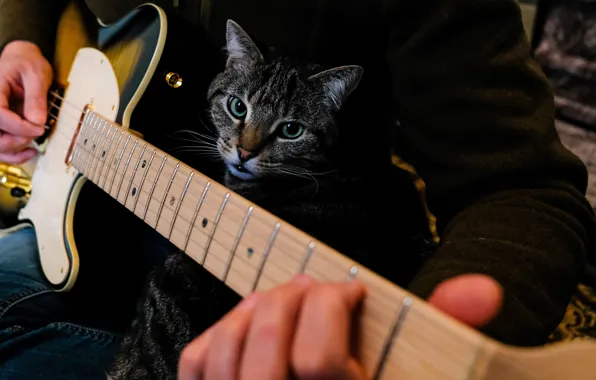 Картинка кошка, кот, взгляд, морда, музыка, темный фон, серый, игра, гитара, руки, гитарист, мужчина, полосатый, музыкант, …