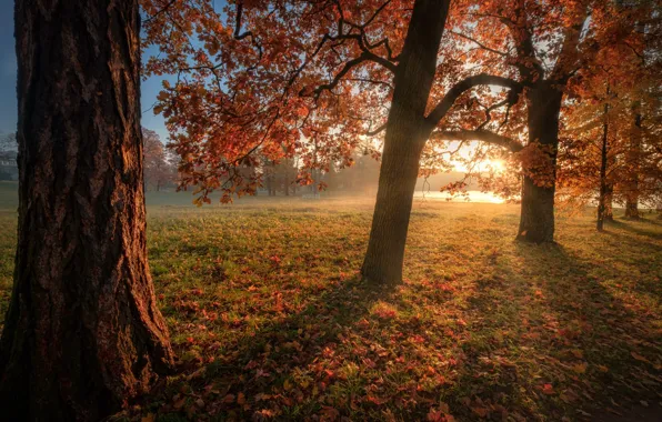 Картинка осень, солнце, деревья, парк, листва, Андрей Чиж