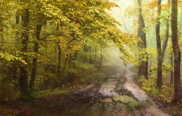 Картинка дорога, лес, солнце, листва, лужи