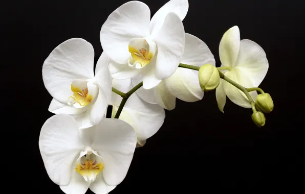Картинка white, flowers, graden, bunch of orchids