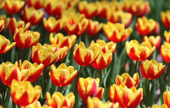 Картинка цветы, яркие, весна, тюльпаны, оранжевые, клумба, много, двухцветные, желто-красные