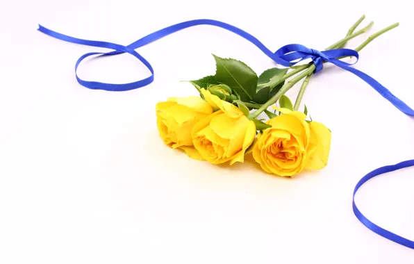 Картинка цветы, желтый, фон, лента, Розы