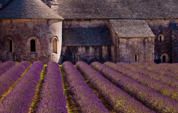 Картинка Франция, лаванда, плантация, аббатство Сенанк