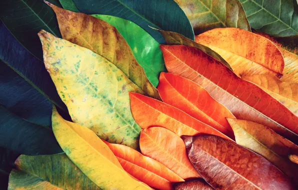 Картинка листья, фон, colorful, texture, background, leaves