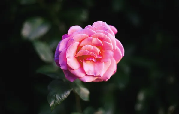 Картинка Flower, Rose, Macro