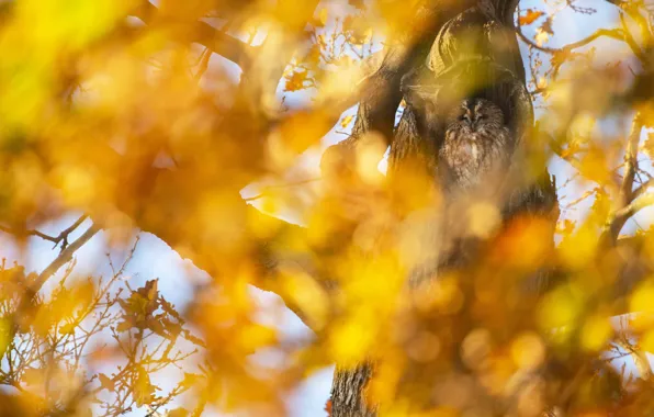 Картинка осень, листья, свет, дерево, сова, птица, листва, желтый фон, боке, выглядывает, дупло