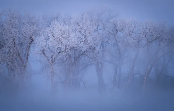 Картинка зима, иней, лес, снег