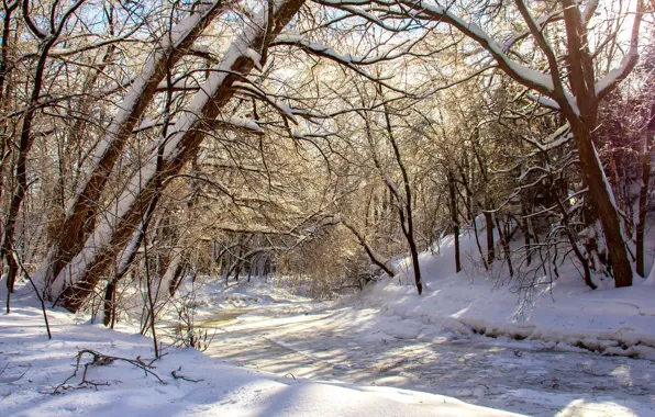Картинка зима, лес, солнце, снег, деревья, ветки, ручей, лёд