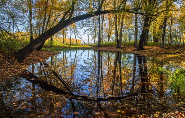 Картинка осень, лес, ветки, отражение, водоем