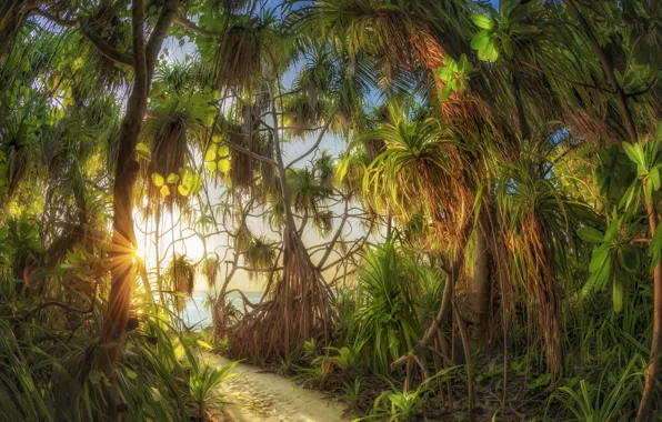 Картинка солнце, лучи, деревья, природа, тропики, океан, заросли, Мальдивы, тропинка, Андрей Чабров