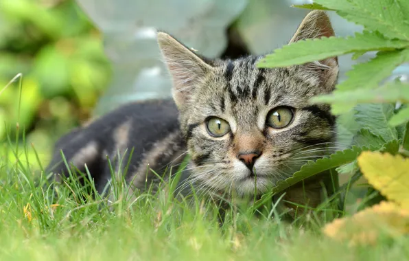 Картинка кошка, трава, взгляд, мордочка, котёнок, котейка