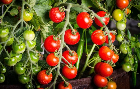 Картинка лето, урожай, плоды, зеленые, красные, бочка, помидоры, на ветке, томаты, огород, грядка, выращивание