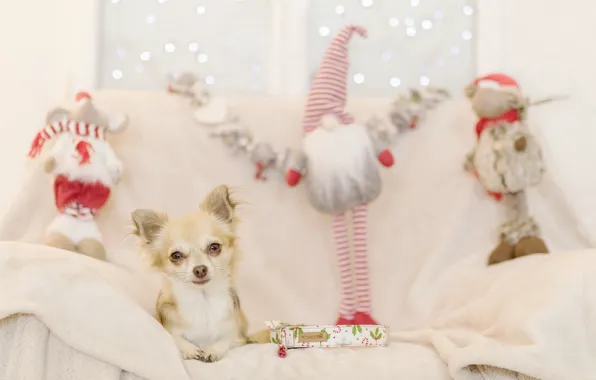 Картинка праздник, новый год, собака, подарки, собачка, чихуахуа
