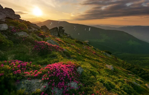Картинка небо, закат, цветы, горы, Mike Remeniuk
