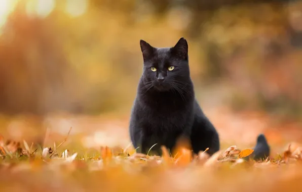 Картинка осень, кошка, кот, взгляд, листья, оранжевый, природа, поза, фон, листва, черный, сидит, боке, желтоглазый
