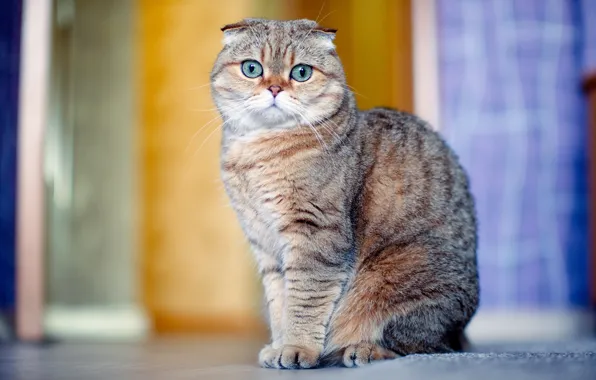 Картинка кошка, взгляд, шотладская вислоухая