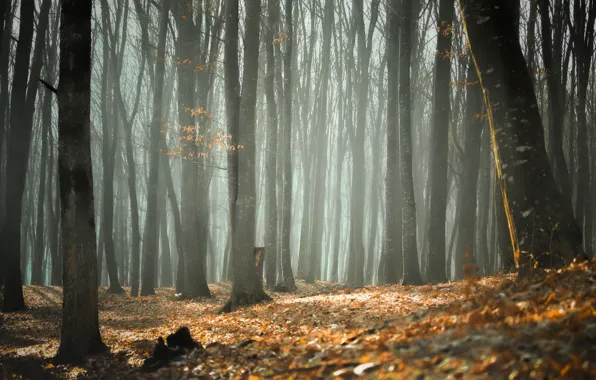 Картинка осень, лес, свет, туман