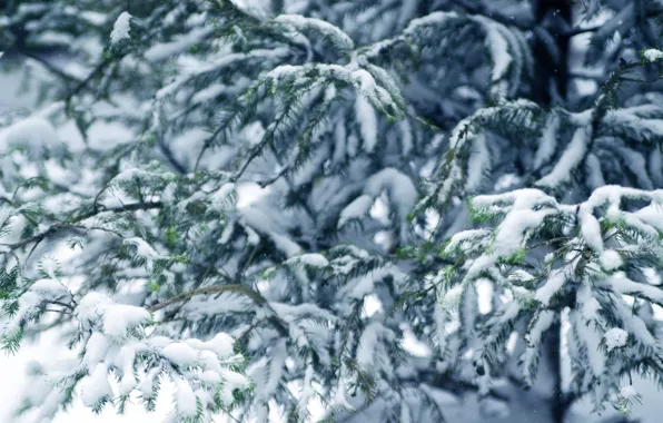 Картинка зима, снег, елка, winter, snow, fir tree, ветки ели