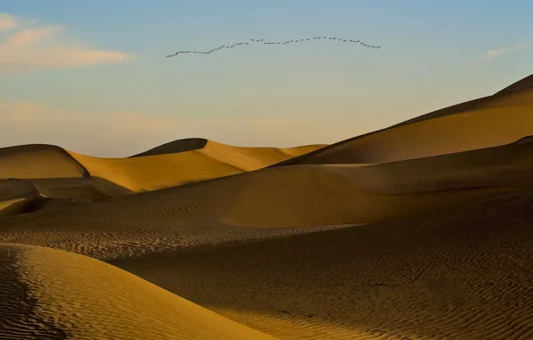 Картинка птицы, пустыня, бархан