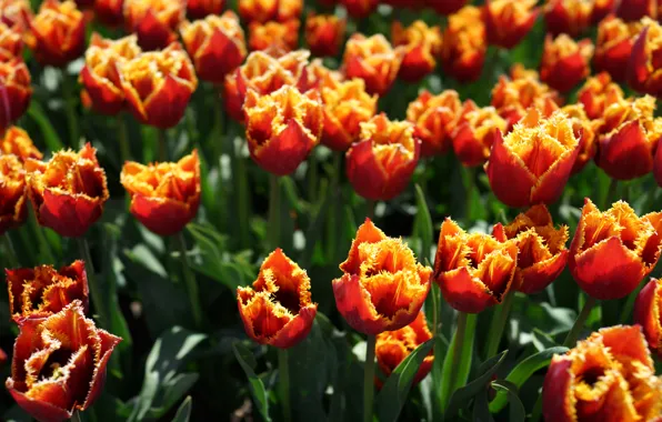 Картинка свет, цветы, поляна, яркие, весна, тюльпаны, красные, оранжевые, бутоны, клумба, боке