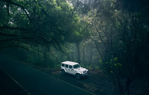Картинка дорога, лес, транспорт, автомобиль, Jeep Wrangler Forest