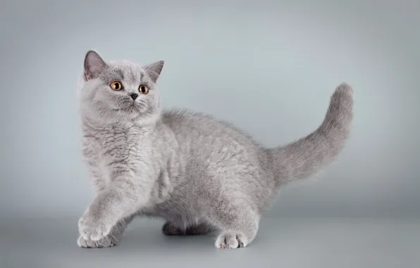 Картинка кошка, взгляд, поза, котенок, серый, фон, британский, лапка, смотрит вверх