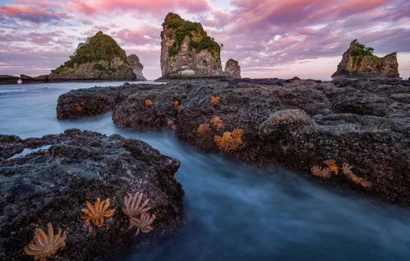 Картинка пейзаж, природа, камни, океан, скалы, побережье, утро, Новая Зеландия, морские звёзды, Motukiekie Beach