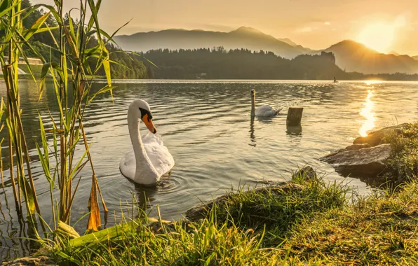 Картинка swan, river, landscape, sunset, lake, dawn