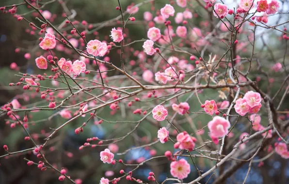 Картинка ветки, природа, парк, весна, Япония, сакура, цветение, Синдзюку-гёэн