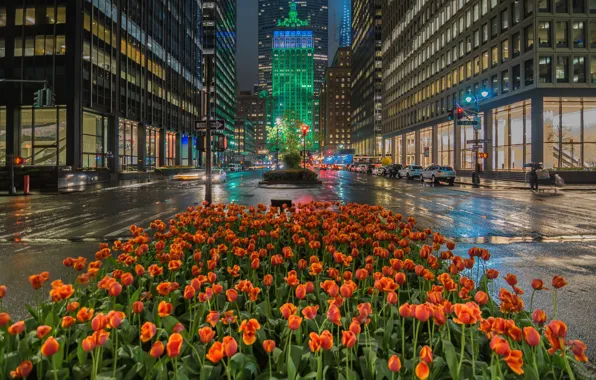 Картинка цветы, улица, здания, дома, Нью-Йорк, Манхеттен, тюльпаны, клумба, Manhattan, New York City, Park Avenue, Парк-авеню