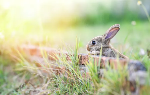 Картинка трава, взгляд, свет, природа, поза, серый, фон, заяц, кролик, кирпичи, зайчик, ушки, боке, выглядывает, крольчонок, …