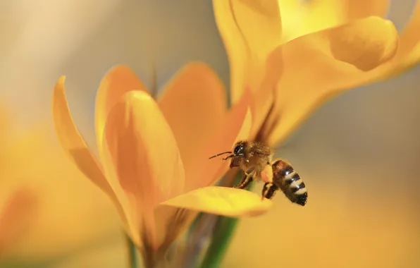 Картинка макро, цветы, пчела, весна, желтые, лепестки, крокусы, насекомое, боке