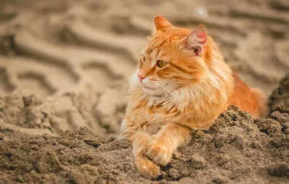 Картинка песок, кот, рыжий