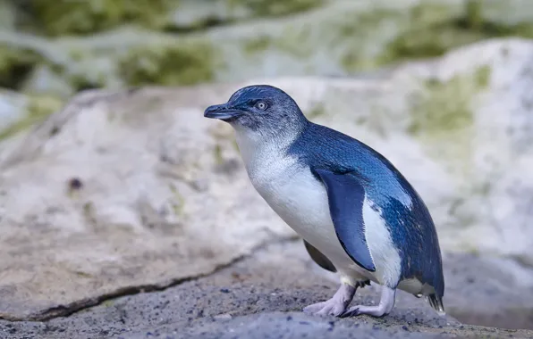 Картинка синий, голубой, птица, берег, пингвин