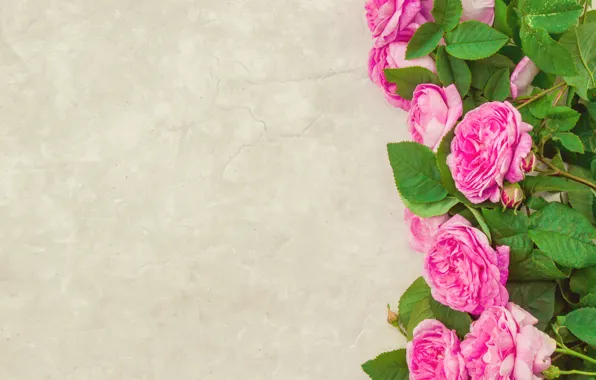 Картинка цветы, розы, лепестки, розовые, wood, pink, flowers, petals, roses
