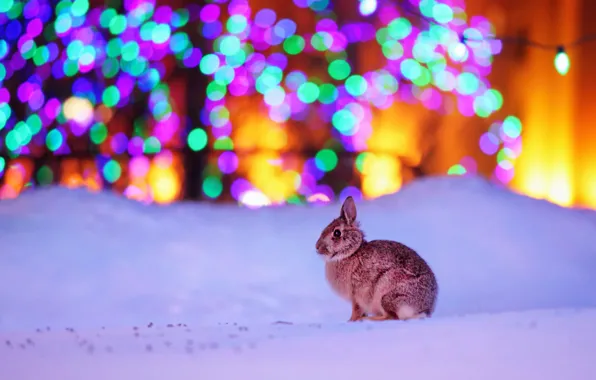 Картинка зима, свет, снег, город, огни, блики, сияние, серый, праздник, вечер, кролик, освещение, сугробы, Новый год, …